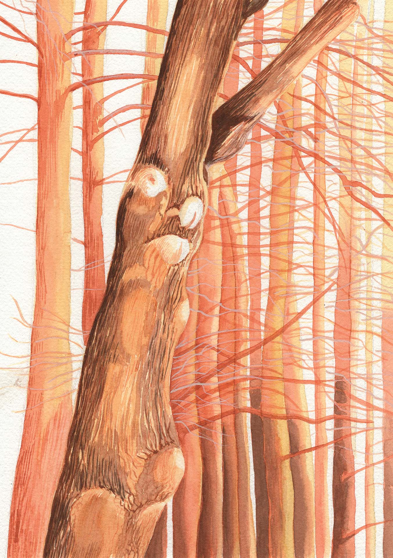 Copacii oglindă, ilustrație din lucrarea de licență